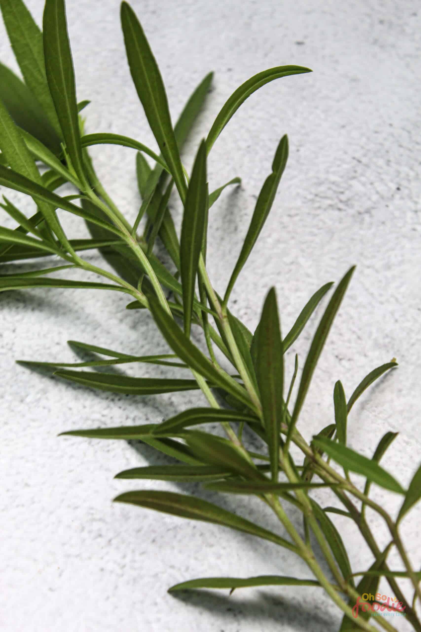 21 Best Dill Substitute Options That Work In A Pinch Oh So Foodie